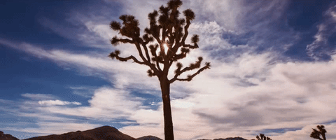 沙漠 天空 太阳 植物 流云 desert