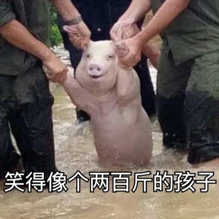 猪猪 斗图 搞笑 可爱 笑得像个两百斤的孩子 雨水