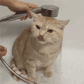 猫咪 洗澡 可爱