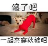 doge摊手之穿秋裤 狗狗 红色 傻了吧一起来穿秋裤吧
