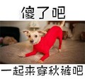 doge摊手之穿秋裤 狗狗 红色 傻了吧一起来穿秋裤吧