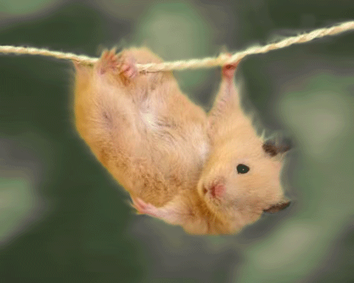 小老鼠 可爱 细绳 夸张
