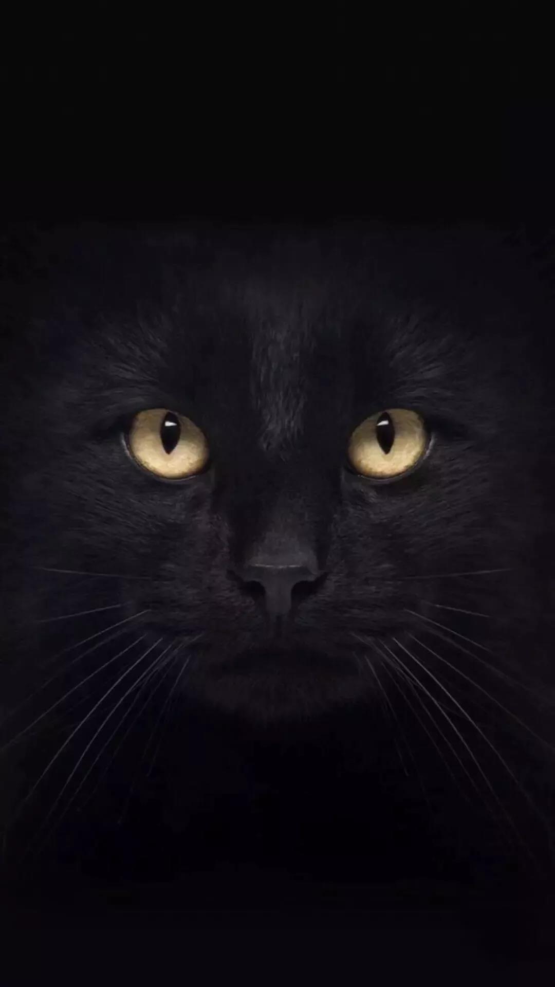 黑猫 壁纸 抖音 手机壁纸 猫咪 猫 萌宠