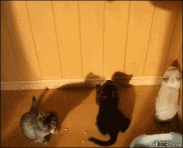 有趣的 猫 有生气的 动画 动物 阴影 跳跃的 GIF狂欢