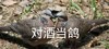 萌宠 鸽子 对酒当歌 喝酒 呆萌 逗