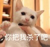 萌宠 喵星人 你把我杀了吧 我受不了了 淘气 搞怪