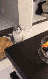 猫咪 可爱 搞笑 喵星人 萌宠