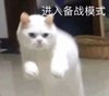 萌宠 喵星人 进入备战模式 紧张 搞怪 逗