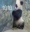萌宠 熊猫 怕怕 害怕 呆萌 可爱