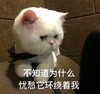 萌宠 喵星人 忧愁它环绕着我 我好烦 憨憨 呆萌