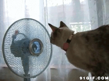 猫咪 摇头 风扇 有趣