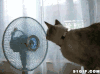 猫咪 摇头 风扇 有趣