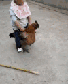 男孩 小鸡 搞笑 淘气