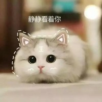 萌宠 猫星人 静静看着你 呆萌 可爱
