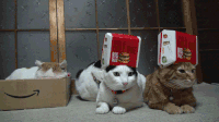 可爱  毛茸茸   搞怪  猫猫