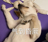 萌宠 猫星人 气到昏厥 难受 搞怪 逗