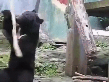 熊猫 动物 玩耍 开心