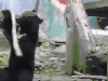 熊猫 动物 玩耍 开心