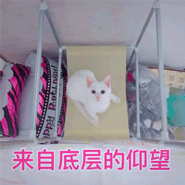 来自底层的仰望 猫