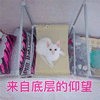 来自底层的仰望 猫 搞怪 逗