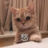 萌宠 喵星人 愁 烦死了 呆萌 憨憨
