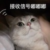 萌宠 猫星人 接受信号嘟嘟嘟 萌哒哒 呆萌 可爱