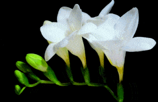 花朵 绽放 白色 婀娜多姿