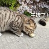 萌宠 猫星人 干饭了 吃饭了 呆萌 可爱