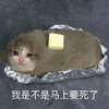 萌宠 喵星人 我是不是马上要死了 难受 搞怪 逗