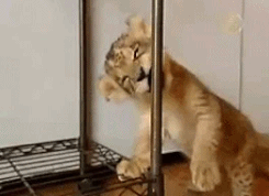 萌宠 狮子 lion