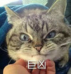 小猫 厉害 生气 巨凶