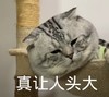 萌宠 猫星人 真让人头大 无奈 呆萌 可爱