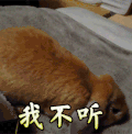 我不听 拒绝 兔子 动物