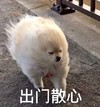 萌宠 汪星人 出门散心 冷风 呆萌 可爱