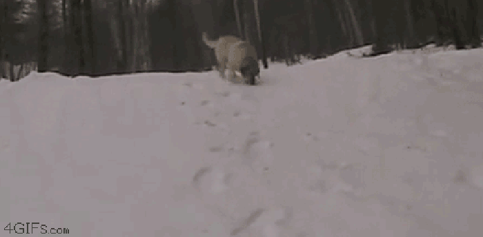 动物 可爱 滑雪 搞笑