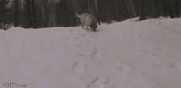 动物 可爱 滑雪 搞笑