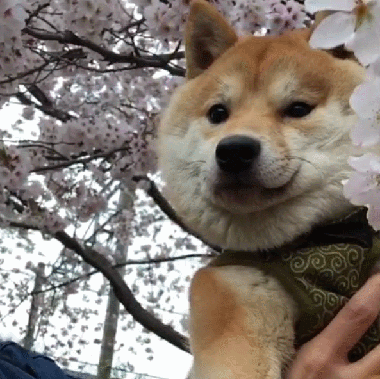 狗狗 抱着 花朵 可爱