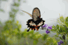 万芳