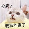 萌宠 猫星人 心累了 真的累了 呆萌 可爱