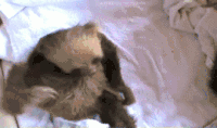 树懒 sloth