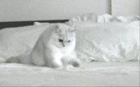 小猫 爬行 床 可爱