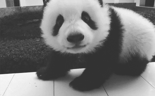 熊猫 黑眼圈 国宝 可爱