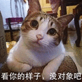 萌宠 猫咪 猫 喵星人 看你的样子 没对象吧 斗图