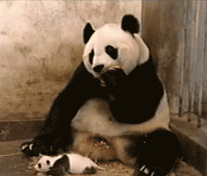 萌宠 可爱 笑死人 熊猫