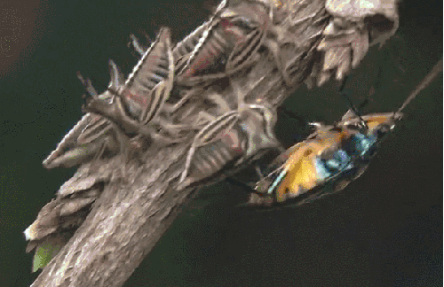 昆虫 模仿大师：哥斯达黎加昆虫 纪录片 角蝉