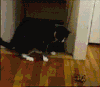 猫咪 害怕 想玩 惊吓
