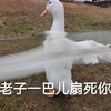 萌宠 大鹅 我一巴掌扇死你 揍你 呆萌 可爱