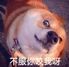 狗狗 脖套 狗毛 不服你咬我呀