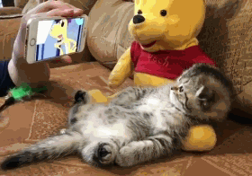 猫咪 看手机 躺着 搞笑
