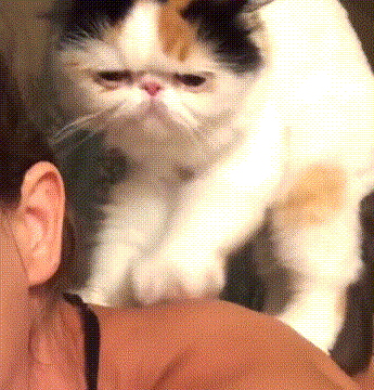 喵星人 猫咪 搞笑 萌宠